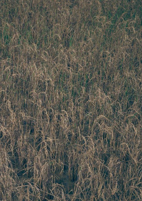 PHOTO-SET-Whoseman-1-吳敵警長來囉~~~我的靴子裡有蛇